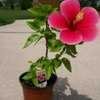 Thumbnail #5 of Hibiscus rosa-sinensis by TXranger