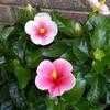 Thumbnail #1 of Hibiscus rosa-sinensis by billterrell