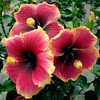 Thumbnail #2 of Hibiscus rosa-sinensis by Joan