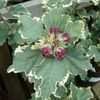 Thumbnail #5 of Hibiscus syriacus by kniphofia