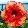 Thumbnail #1 of Hibiscus rosa-sinensis by Joan