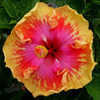 Thumbnail #1 of Hibiscus rosa-sinensis by Joan