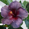 Thumbnail #1 of Hibiscus rosa-sinensis by Joan