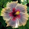 Thumbnail #1 of Hibiscus rosa-sinensis by Joan