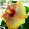 Thumbnail #1 of Hibiscus rosa-sinensis by Joan