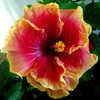 Thumbnail #1 of Hibiscus rosa-sinensis by Joan