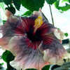 Thumbnail #2 of Hibiscus rosa-sinensis by Joan