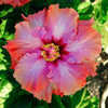 Thumbnail #1 of Hibiscus rosa-sinensis by Joan