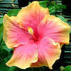 Thumbnail #1 of Hibiscus rosa-sinensis by Joan