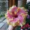 Thumbnail #2 of Hibiscus rosa-sinensis by Toxicodendron