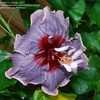 Thumbnail #1 of Hibiscus rosa-sinensis by cat4gp