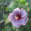 Thumbnail #4 of Hibiscus rosa-sinensis by vossner