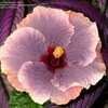 Thumbnail #3 of Hibiscus rosa-sinensis by guamsorbit