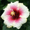 Thumbnail #1 of Hibiscus rosa-sinensis by Joan