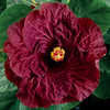 Thumbnail #1 of Hibiscus rosa-sinensis by Joan