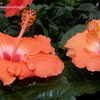 Thumbnail #3 of Hibiscus rosa-sinensis by DaylilySLP