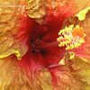 Thumbnail #2 of Hibiscus rosa-sinensis by AmandaTaylor7