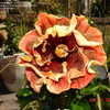 Thumbnail #5 of Hibiscus rosa-sinensis by amarantha00