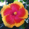 Thumbnail #1 of Hibiscus rosa-sinensis by Joan