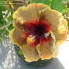 Thumbnail #4 of Hibiscus rosa-sinensis by amarantha00