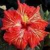 Thumbnail #1 of Hibiscus rosa-sinensis by Joan