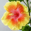 Thumbnail #2 of Hibiscus rosa-sinensis by Joan