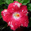 Thumbnail #1 of Hibiscus rosa-sinensis by Joan