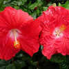 Thumbnail #2 of Hibiscus rosa-sinensis by Joan