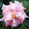 Thumbnail #1 of Hibiscus rosa-sinensis by Joan