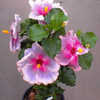 Thumbnail #3 of Hibiscus rosa-sinensis by Joan