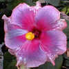 Thumbnail #1 of Hibiscus rosa-sinensis by Joan