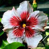 Thumbnail #1 of Hibiscus rosa-sinensis by Joan