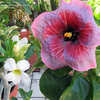 Thumbnail #4 of Hibiscus rosa-sinensis by amorecuore