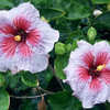 Thumbnail #2 of Hibiscus rosa-sinensis by Joan