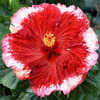 Thumbnail #1 of Hibiscus rosa-sinensis by Joan