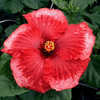 Thumbnail #2 of Hibiscus rosa-sinensis by Joan