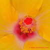 Thumbnail #3 of Hibiscus rosa-sinensis by Kell