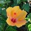 Thumbnail #1 of Hibiscus rosa-sinensis by RichSwanner