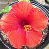Thumbnail #2 of Hibiscus rosa-sinensis by hollyhocklady