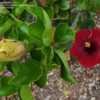 Thumbnail #4 of Hibiscus rosa-sinensis by RosinaBloom