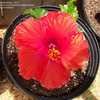 Thumbnail #3 of Hibiscus rosa-sinensis by hollyhocklady