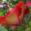 Thumbnail #5 of Hibiscus rosa-sinensis by RosinaBloom