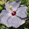 Thumbnail #2 of Hibiscus rosa-sinensis by amarantha00