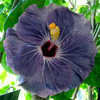 Thumbnail #3 of Hibiscus rosa-sinensis by Joan