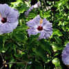 Thumbnail #4 of Hibiscus rosa-sinensis by Joan