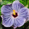 Thumbnail #5 of Hibiscus rosa-sinensis by schluti