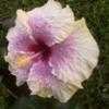 Thumbnail #2 of Hibiscus rosa-sinensis by kamia