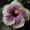 Thumbnail #4 of Hibiscus rosa-sinensis by carlo05