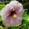 Thumbnail #3 of Hibiscus rosa-sinensis by MzMunchken