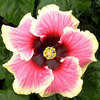 Thumbnail #1 of Hibiscus rosa-sinensis by Joan